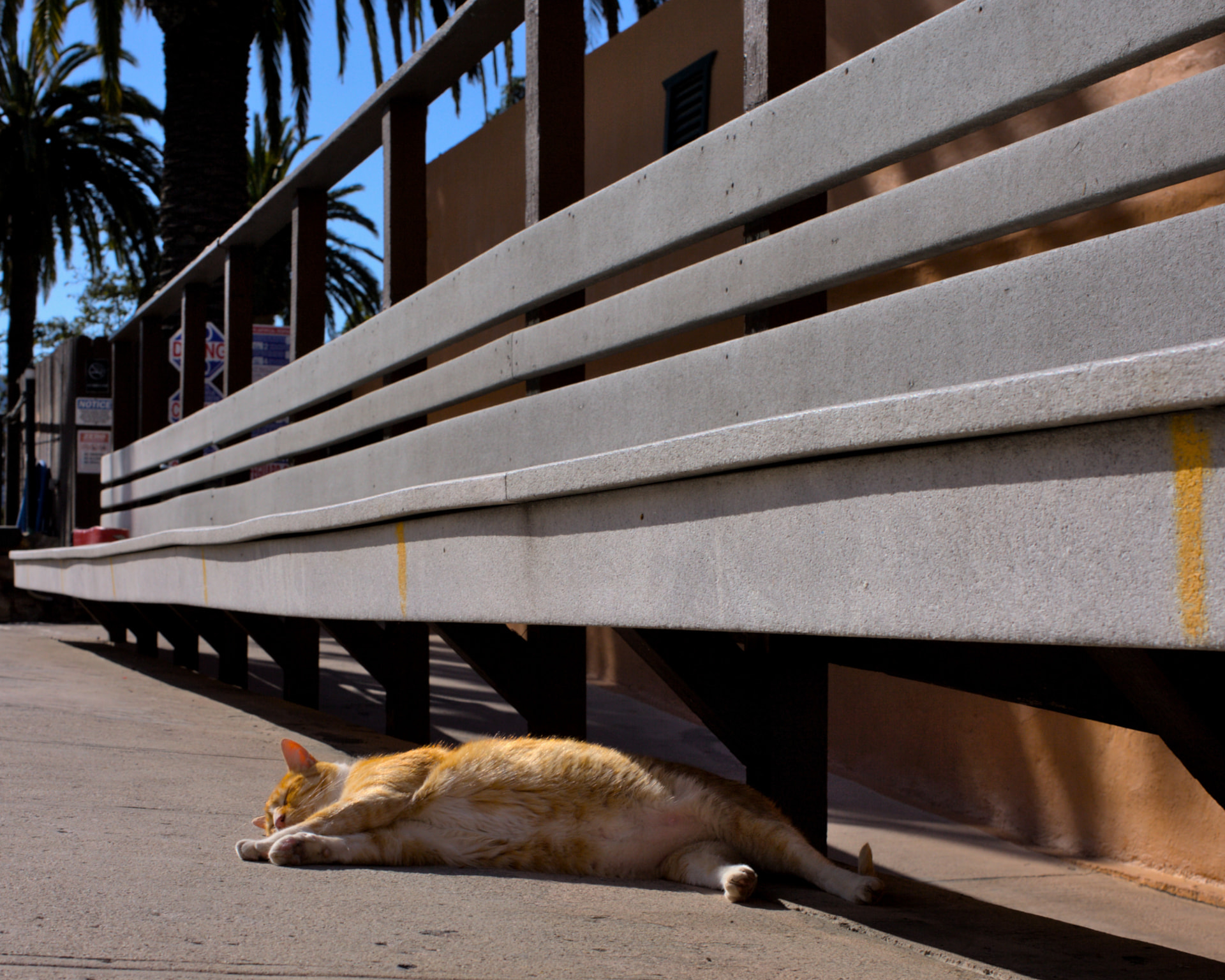 Orange cat napping in the shade under a boardwalk
