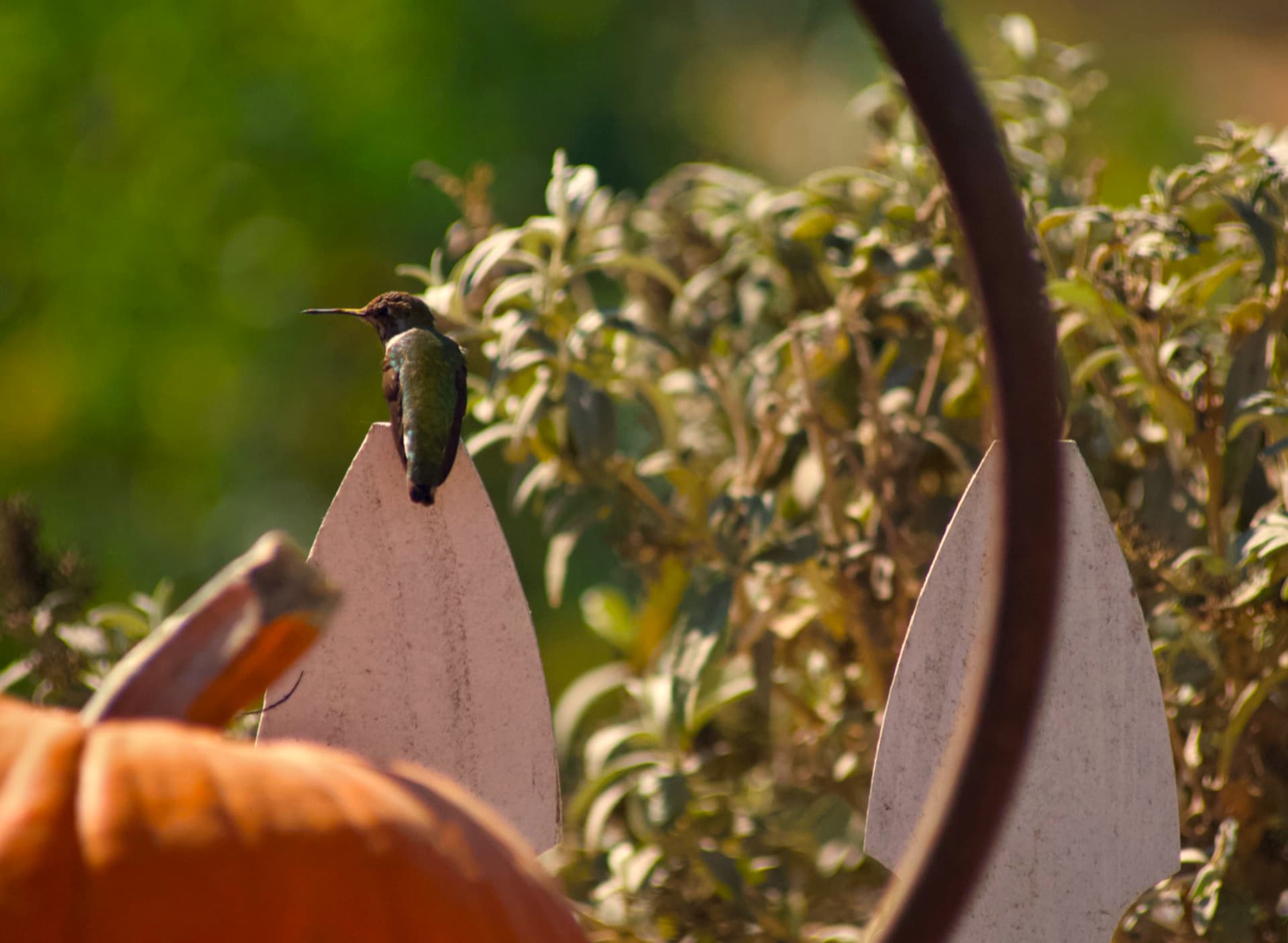 Hummingbird perched on a garden sculpture