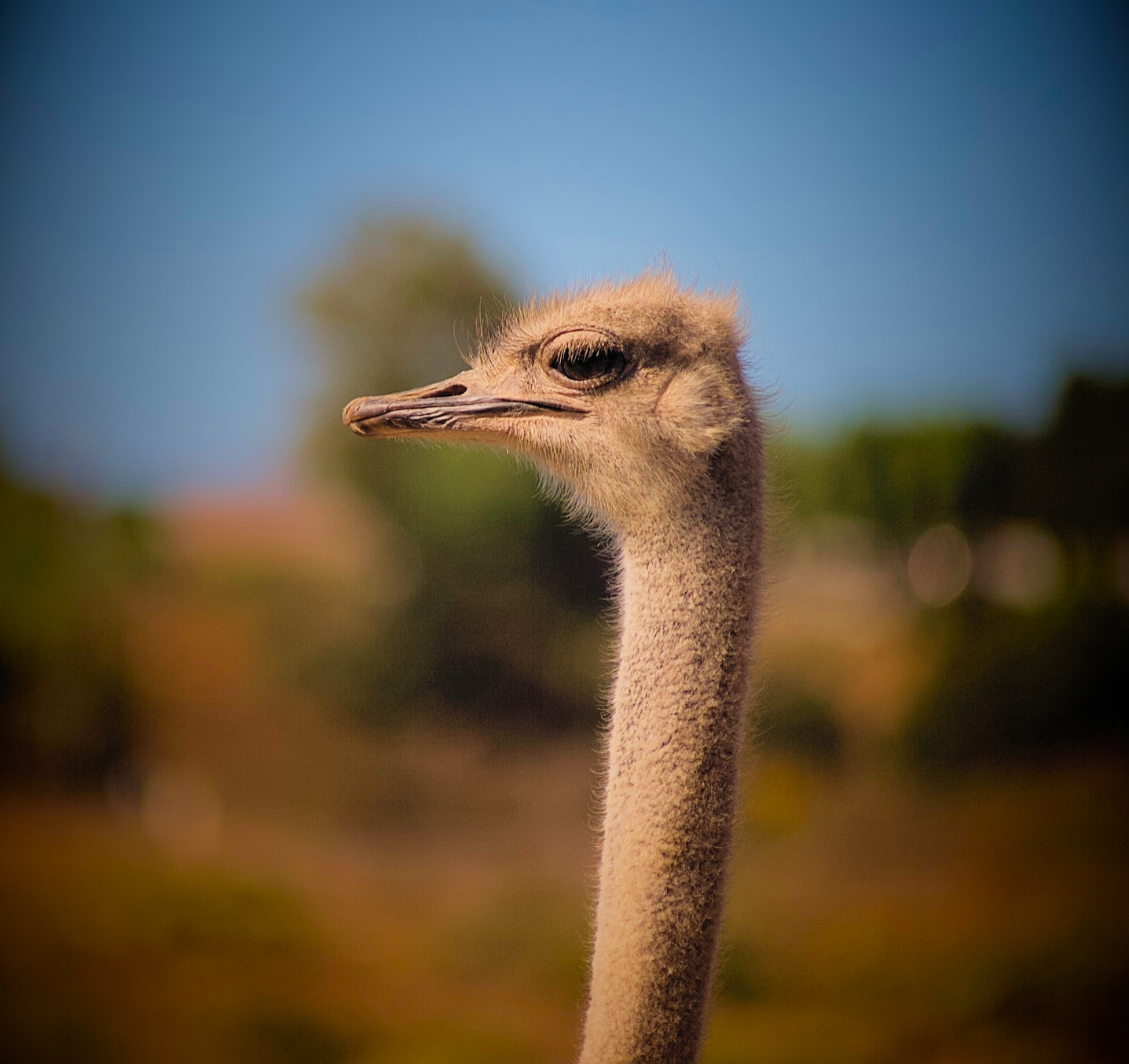 Ostrich portrait against a soft blue sky and warm field
